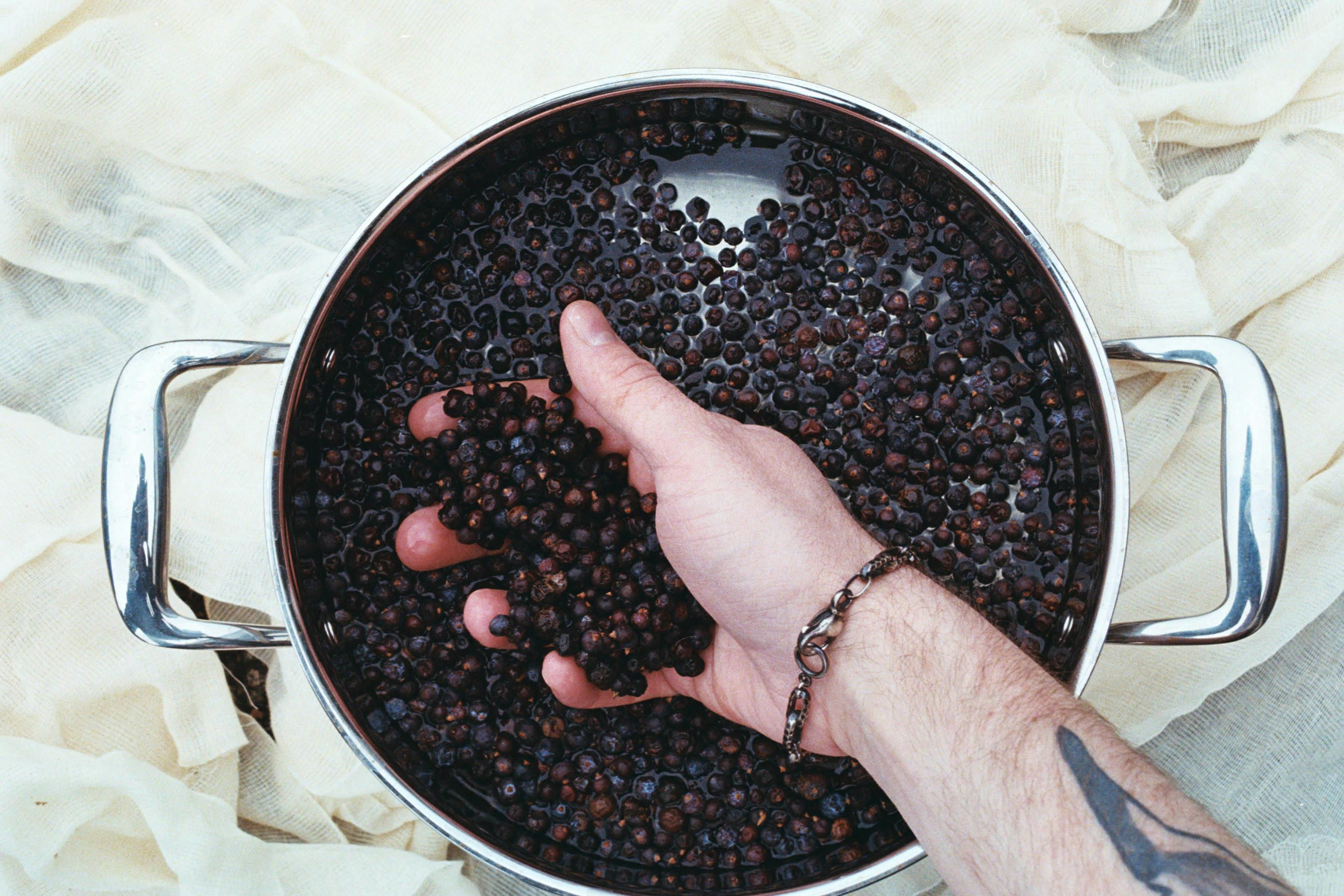 Man running hand through juniper berries in a pot of water
